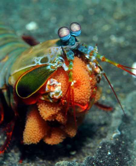 37 Mantis Shrimp.jpg